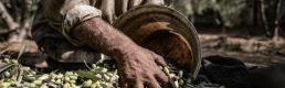 Kuraklık endişelerine rağmen bitkisel üretimde rekor kırıldı: Zirvede zeytin yer aldı