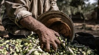 Kuraklık endişelerine rağmen bitkisel üretimde rekor kırıldı: Zirvede zeytin yer aldı