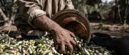 Kuraklık endişelerine rağmen bitkisel üretimde rekor kırıldı: Zirvede zeytin yer aldı