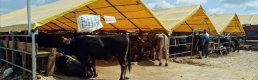 Kurban pazarlarında satılamayan hayvanları ESK satın alacak