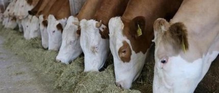 Kurbanlık alımında hisseli büyükbaş satışları dikkat çekiyor