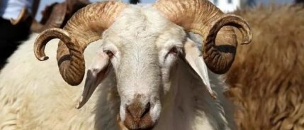 Kurbanlık sayısında %10 düşüş bekleniyor: Kurban fiyatlarında son durum ne?