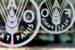 Küresel gıda fiyatları ekimde geriledi