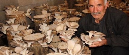 Kütük Mantarı Hem Üreticiye Hem Tüketiciye Kazandırıyor