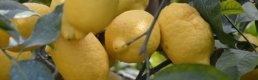 Limon ihracatındaki geçici kısıtlama kaldırıldı