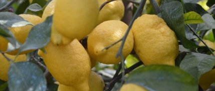 Limon ihracatındaki geçici kısıtlama kaldırıldı