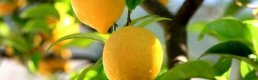 Limon Üreticileri Teşvik Priminin Açıklanmasını Bekliyor