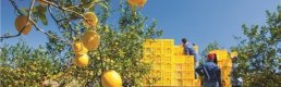 Limonda üretici ile market fiyatları arasındaki fark 5 kata yaklaştı