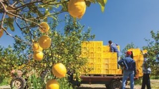 Limonda üretici ile market fiyatları arasındaki fark 5 kata yaklaştı