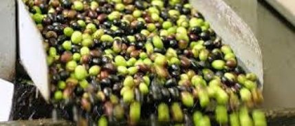 Marmarabirlik, 50 bin ton zeytin alım hedefine yaklaşıyor