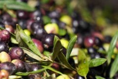 Marmarabirlik zeytin alım fiyatlarını açıkladı