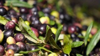 Marmarabirlik zeytin alım fiyatlarını açıkladı