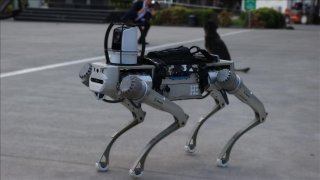Milli robot köpek PROTEO, gelecek yıl göreve hazır olacak