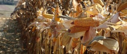 Mısır ithalatı için tarife kontenjanı açıldı