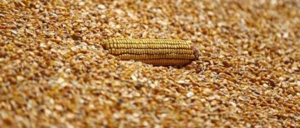 Mısır ithalatında ek tarife kontenjanı açıldı