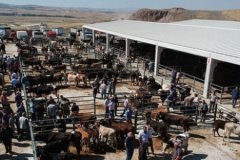 Muğla'da şap alarmı: 11 mahalle 30 günlük karantinaya alındı