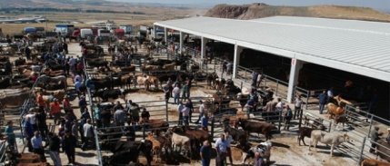 Muğla'da şap alarmı: 11 mahalle 30 günlük karantinaya alındı