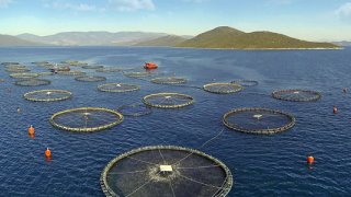 Muğla'dan 80'den fazla ülkeye balık ihracatı