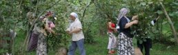 Ordu'da fındık işçilerine verilecek günlük ücretler açıklandı
