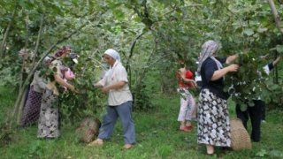 Ordu'da fındık işçilerine verilecek günlük ücretler açıklandı