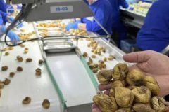 ORGÜDER: Türkiye'nin organik ürün ihracatı 1 milyar euroyu aştı