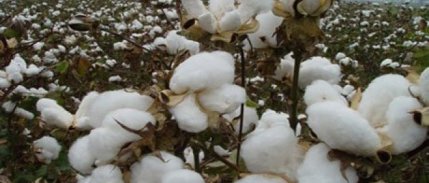 Pamuktaki Düşük Verim ve Fiyat Üreticiyi Tedirgin Etti