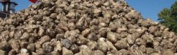 Pancar üreticisine 728 milyon TL'lik avans ödemesi bugün yapılacak