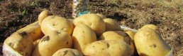 Patates seferberliği başladı: Kamu kurumlarından tüketimin artırılması istendi
