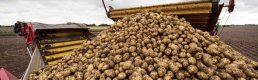Patates Üreticisinin Artış Umudu!