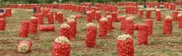Patates ve soğanın ambalajlama standardında değişikliğe gidildi