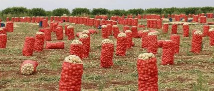Patates ve soğanın ambalajlama standardında değişikliğe gidildi