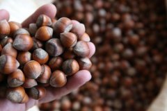 Rekabet Kurumu’ndan Ferrero'nun fındık alımını durdurmasına tepki