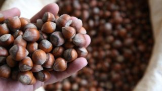 Rekabet Kurumu’ndan Ferrero'nun fındık alımını durdurmasına tepki