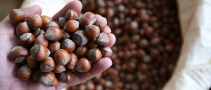 Rekabet Kurumu’ndan Ferrero'nun fındık alımını durdurmasına tepki