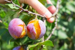 Resmi Gazete'de yayımlandı: Tarım sigortalarında yeni dönem