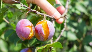 Resmi Gazete'de yayımlandı: Tarım sigortalarında yeni dönem