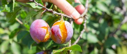 Resmi Gazete'de yayımlandı: Tarım sigortalarında yeni dönem