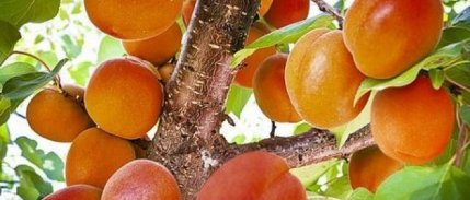 Reyhanlı’da Erkenci Kayısı Hasadı Başladı