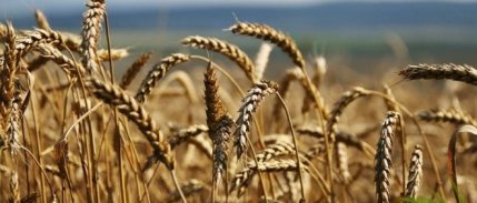 Rusya’dan belirli lisanslar altında tahıl ürünleri ihracatı sürecek