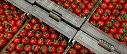 Rusya'nın 5 Firmaya Daha Domates İzni Yeterli Bulunmadı