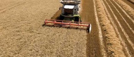 Rusya tahılda bu yıl en az 135 milyon ton hasat bekliyor