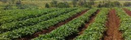 Sandıklı'da Patates Ekim Alanları Azalıyor