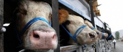 Şap hastalığı paniği: Tokat’ta hayvan pazarı süresiz kapatıldı