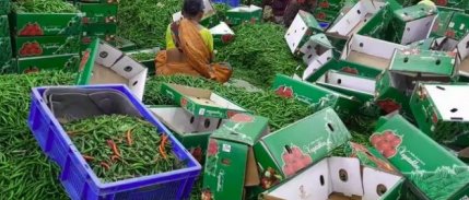 Sebze ihracatında Antalya, Isparta ve Burdur'un rolü giderek artıyor