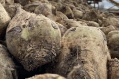 Şekerde 2026-2027 dönemi kotaları belirlendi