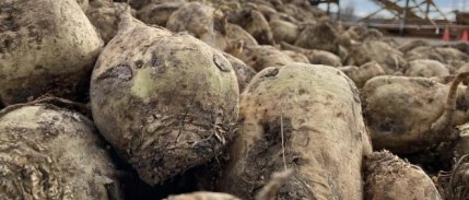 Şekerde 2026-2027 dönemi kotaları belirlendi