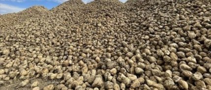 Şekerde yeni dönem kotaları belirlendi