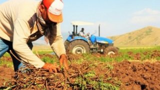 Şırnak'ta 51 Genç Çiftçiye 37'şer Küçükbaş Dağıtıldı