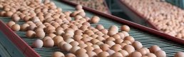Sofralık yumurta ihracatı muafiyetleri yeniden belirlendi
