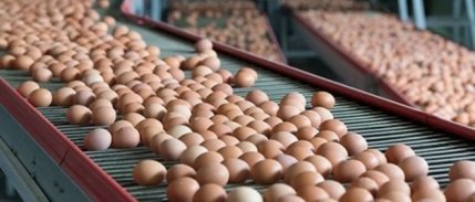 Sofralık yumurta ihracatında 1,5 dolarlık fon kesintisi kararı kaldırıldı
